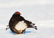 Birkhahnbalz - Black Grouse Courtship